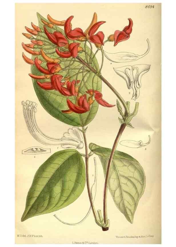 Reproducción/Reproduction 36015066446: Curtis's botanical magazine.. London ; New York [etc.] :Academic Press [etc.]