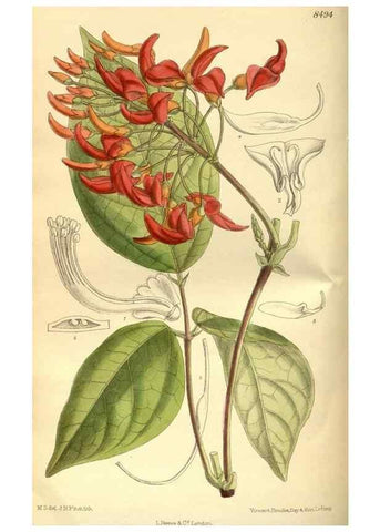 Reproducción/Reproduction 36015066446: Curtis's botanical magazine.. London ; New York [etc.] :Academic Press [etc.]