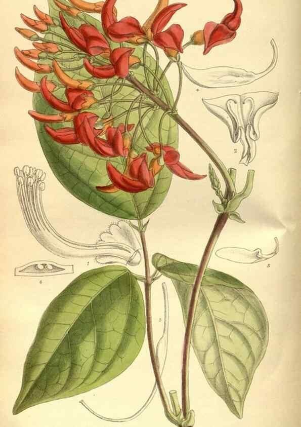 Reproducción/Reproduction 36015066446: Curtis's botanical magazine.. London ; New York [etc.] :Academic Press [etc.]