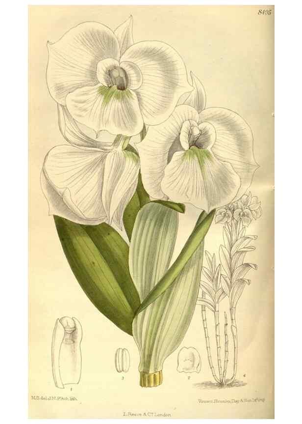 Reproducción/Reproduction 36015067696: Curtis's botanical magazine.. London ; New York [etc.] :Academic Press [etc.]