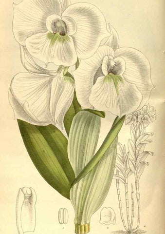 Reproducción/Reproduction 36015067696: Curtis's botanical magazine.. London ; New York [etc.] :Academic Press [etc.]