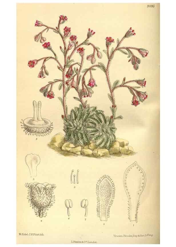 Reproducción/Reproduction 36056490035: Curtis's botanical magazine.. London ; New York [etc.] :Academic Press [etc.]