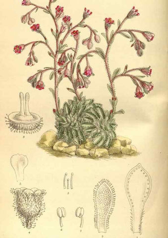 Reproducción/Reproduction 36056490035: Curtis's botanical magazine.. London ; New York [etc.] :Academic Press [etc.]