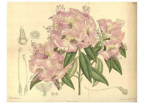 Reproducción/Reproduction 35247545403: Curtis's botanical magazine.. London ; New York [etc.] :Academic Press [etc.]