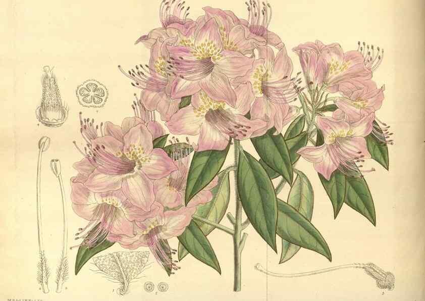 Reproducción/Reproduction 35247545403: Curtis's botanical magazine.. London ; New York [etc.] :Academic Press [etc.]