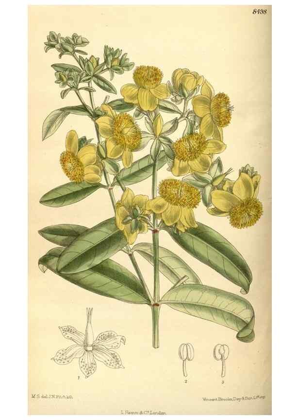 Reproducción/Reproduction 35247549283: Curtis's botanical magazine.. London ; New York [etc.] :Academic Press [etc.]