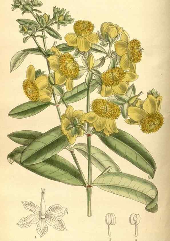 Reproducción/Reproduction 35247549283: Curtis's botanical magazine.. London ; New York [etc.] :Academic Press [etc.]