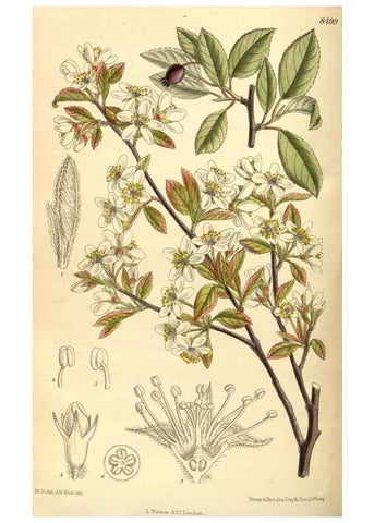 Reproducción/Reproduction 35666955880: Curtis's botanical magazine.. London ; New York [etc.] :Academic Press [etc.]