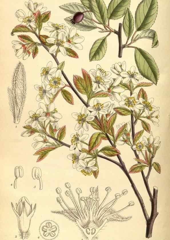 Reproducción/Reproduction 35666955880: Curtis's botanical magazine.. London ; New York [etc.] :Academic Press [etc.]