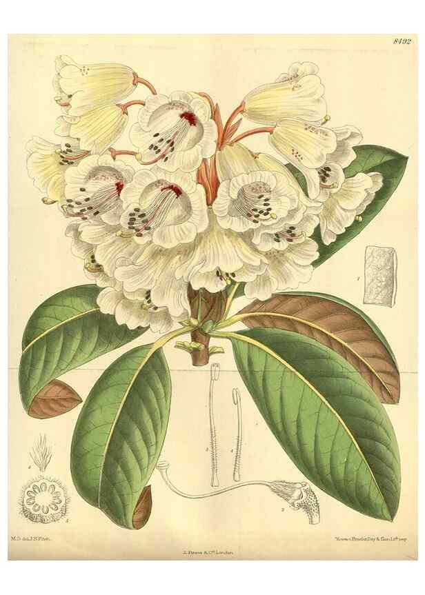 Reproducción/Reproduction 35247527213: Curtis's botanical magazine.. London ; New York [etc.] :Academic Press [etc.]