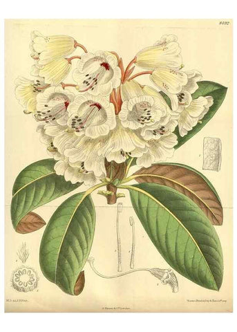 Reproducción/Reproduction 35247527213: Curtis's botanical magazine.. London ; New York [etc.] :Academic Press [etc.]