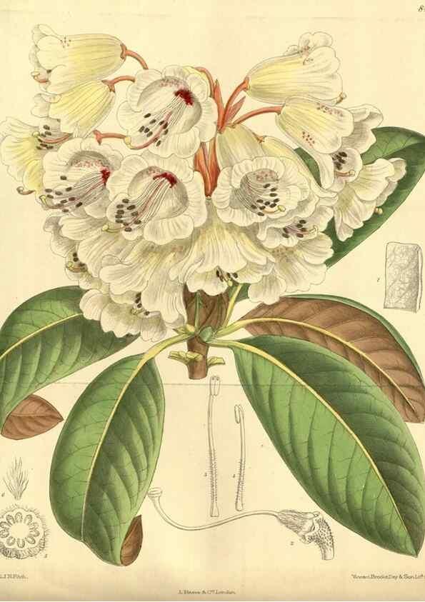 Reproducción/Reproduction 35247527213: Curtis's botanical magazine.. London ; New York [etc.] :Academic Press [etc.]