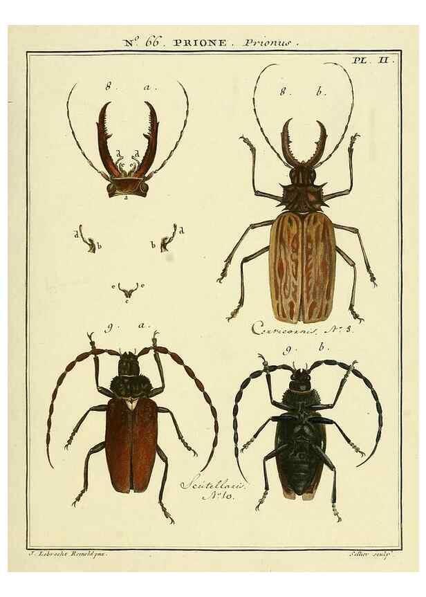 Reproducción/Reproduction 35055298793: Entomologie, ou, Histoire naturelle des insectes :. A Paris :De l'Imprimerie de Baudoin,1789-1808.