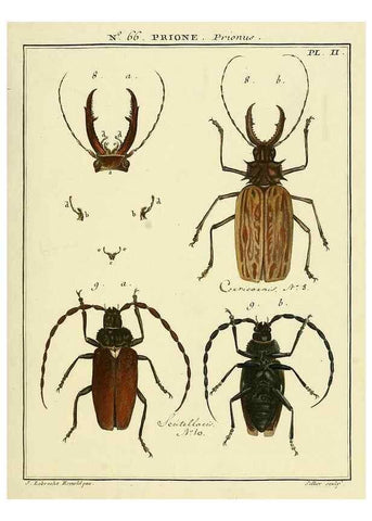 Reproducción/Reproduction 35055298793: Entomologie, ou, Histoire naturelle des insectes :. A Paris :De l'Imprimerie de Baudoin,1789-1808.
