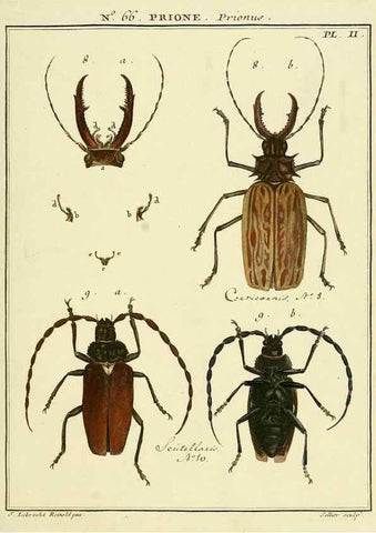 Reproducción/Reproduction 35055298793: Entomologie, ou, Histoire naturelle des insectes :. A Paris :De l'Imprimerie de Baudoin,1789-1808.