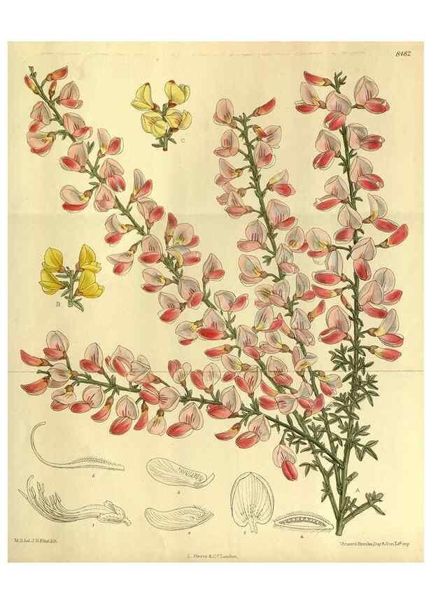 Reproducción/Reproduction 36015053186: Curtis's botanical magazine.. London ; New York [etc.] :Academic Press [etc.]