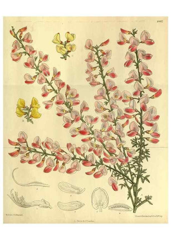Reproducción/Reproduction 36015053186: Curtis's botanical magazine.. London ; New York [etc.] :Academic Press [etc.]