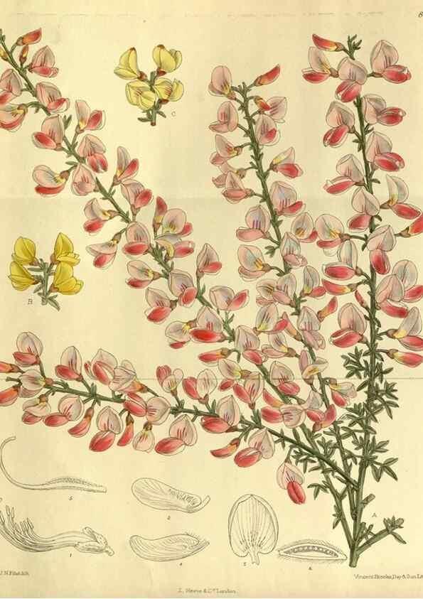 Reproducción/Reproduction 36015053186: Curtis's botanical magazine.. London ; New York [etc.] :Academic Press [etc.]