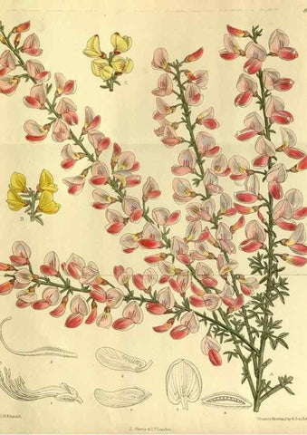 Reproducción/Reproduction 36015053186: Curtis's botanical magazine.. London ; New York [etc.] :Academic Press [etc.]