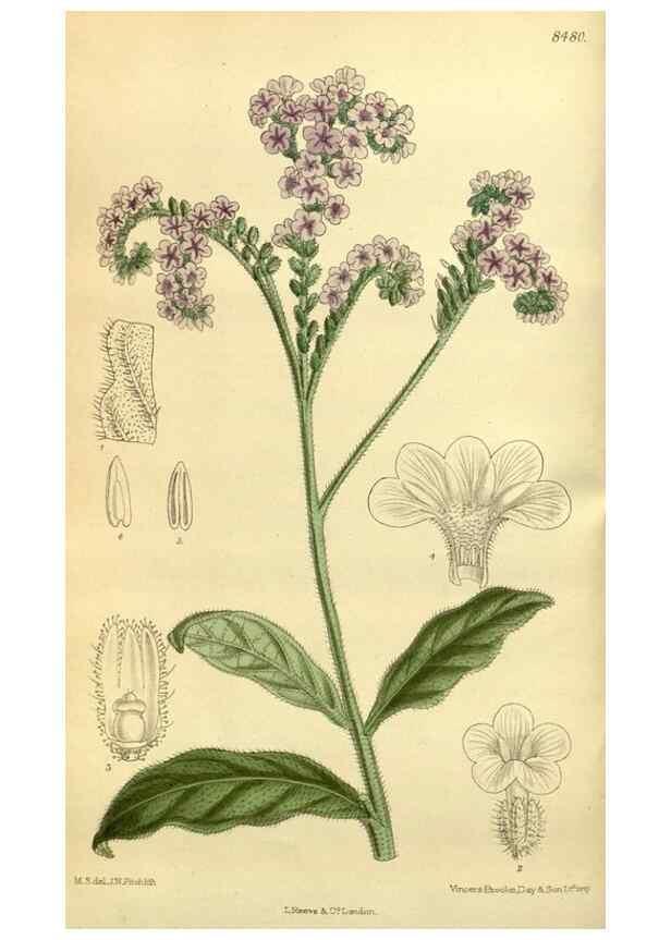 Reproducción/Reproduction 36015051026: Curtis's botanical magazine.. London ; New York [etc.] :Academic Press [etc.]