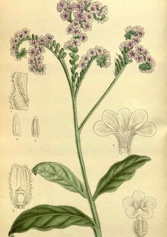 Reproducción/Reproduction 36015051026: Curtis's botanical magazine.. London ; New York [etc.] :Academic Press [etc.]