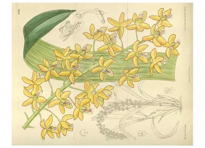 Reproducción/Reproduction 35216869464: Curtis's botanical magazine.. London ; New York [etc.] :Academic Press [etc.]