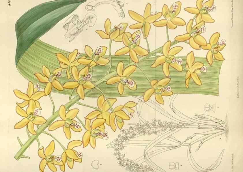 Reproducción/Reproduction 35216869464: Curtis's botanical magazine.. London ; New York [etc.] :Academic Press [etc.]