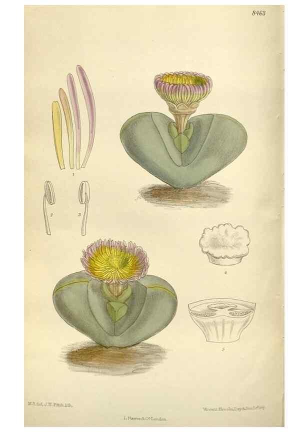 Reproducción/Reproduction 36014984376: Curtis's botanical magazine.. London ; New York [etc.] :Academic Press [etc.]