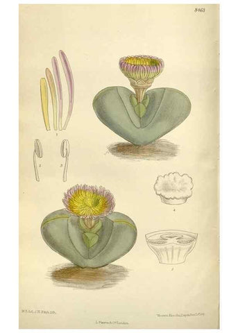 Reproducción/Reproduction 36014984376: Curtis's botanical magazine.. London ; New York [etc.] :Academic Press [etc.]