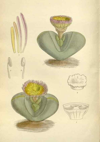 Reproducción/Reproduction 36014984376: Curtis's botanical magazine.. London ; New York [etc.] :Academic Press [etc.]