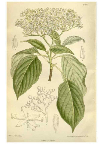Reproducción/Reproduction 35247342223: Curtis's botanical magazine.. London ; New York [etc.] :Academic Press [etc.]