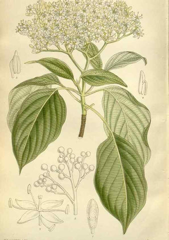 Reproducción/Reproduction 35247342223: Curtis's botanical magazine.. London ; New York [etc.] :Academic Press [etc.]