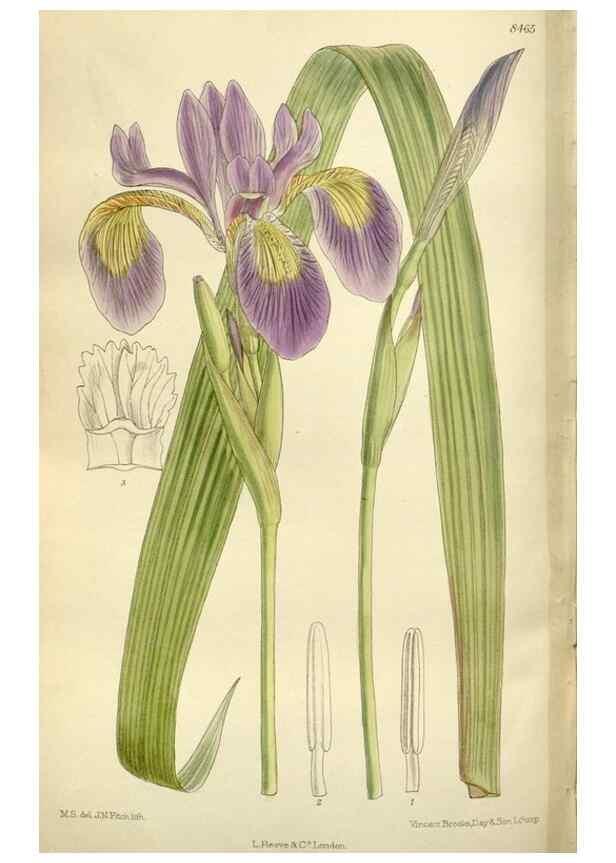 Reproducción/Reproduction 36014988816: Curtis's botanical magazine.. London ; New York [etc.] :Academic Press [etc.]