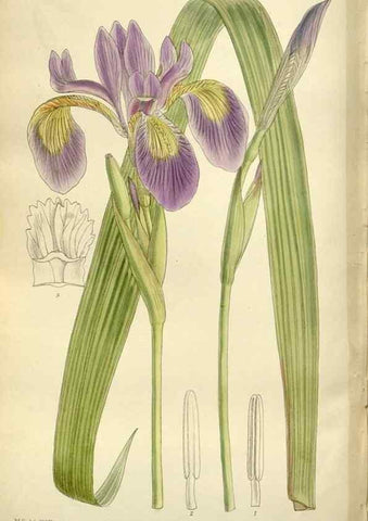 Reproducción/Reproduction 36014988816: Curtis's botanical magazine.. London ; New York [etc.] :Academic Press [etc.]
