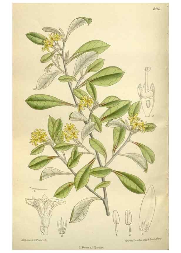 Reproducción/Reproduction 35247348693: Curtis's botanical magazine.. London ; New York [etc.] :Academic Press [etc.]
