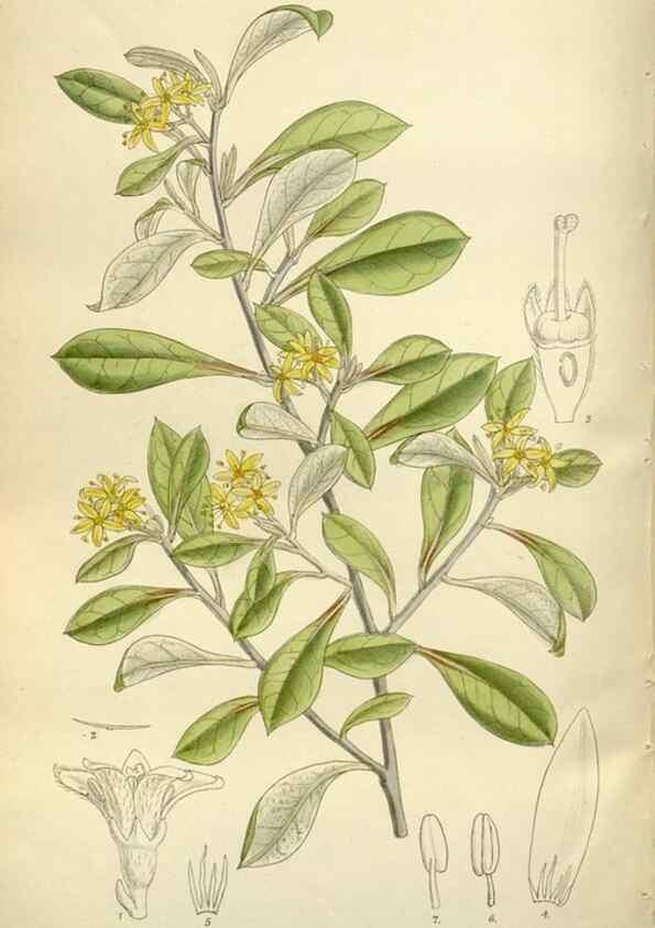 Reproducción/Reproduction 35247348693: Curtis's botanical magazine.. London ; New York [etc.] :Academic Press [etc.]