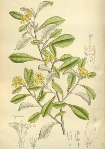 Reproducción/Reproduction 35247348693: Curtis's botanical magazine.. London ; New York [etc.] :Academic Press [etc.]