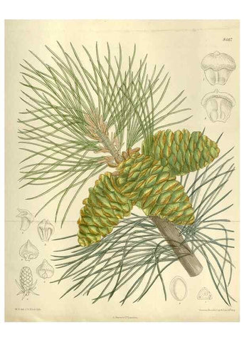 Reproducción/Reproduction 35247351453: Curtis's botanical magazine.. London ; New York [etc.] :Academic Press [etc.]