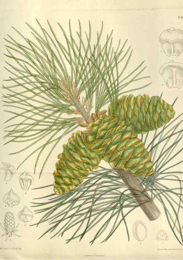 Reproducción/Reproduction 35247351453: Curtis's botanical magazine.. London ; New York [etc.] :Academic Press [etc.]