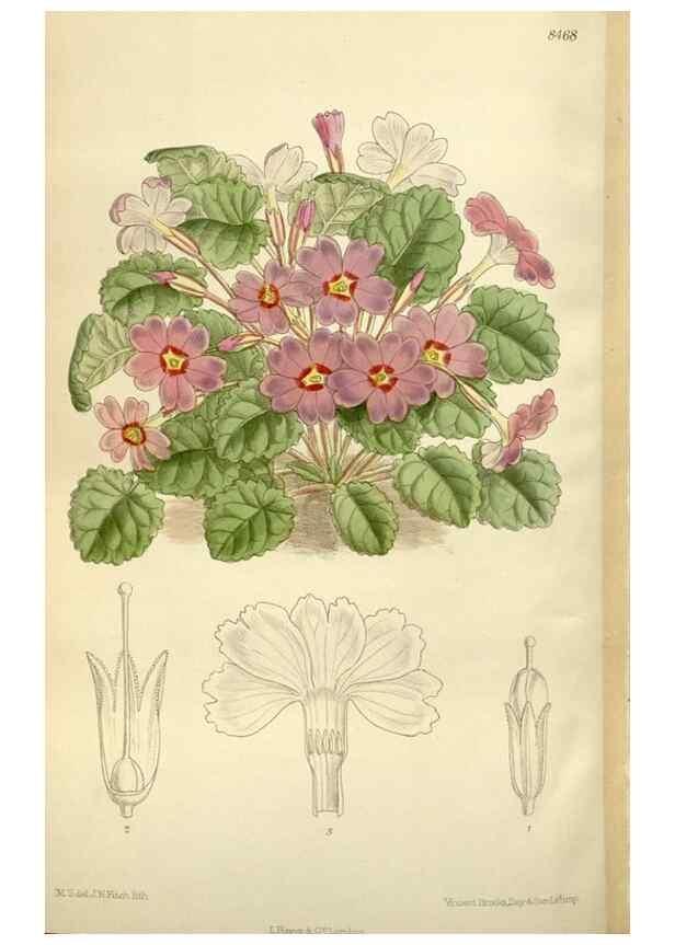 Reproducción/Reproduction 36014994226: Curtis's botanical magazine.. London ; New York [etc.] :Academic Press [etc.]