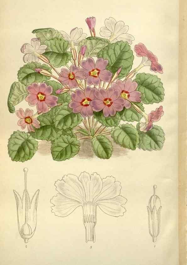 Reproducción/Reproduction 36014994226: Curtis's botanical magazine.. London ; New York [etc.] :Academic Press [etc.]