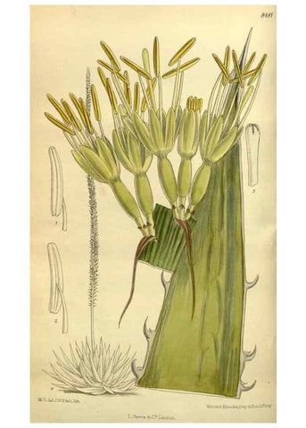 Reproducción/Reproduction 36015052416: Curtis's botanical magazine.. London ; New York [etc.] :Academic Press [etc.]