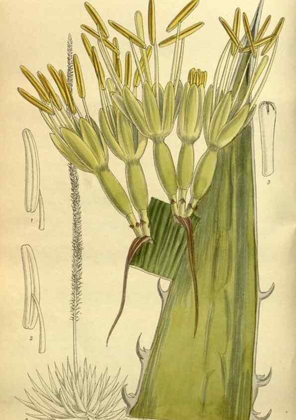 Reproducción/Reproduction 36015052416: Curtis's botanical magazine.. London ; New York [etc.] :Academic Press [etc.]