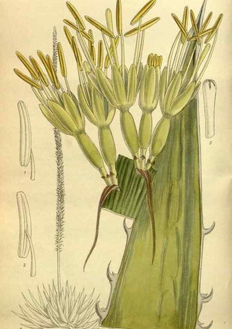 Reproducción/Reproduction 36015052416: Curtis's botanical magazine.. London ; New York [etc.] :Academic Press [etc.]
