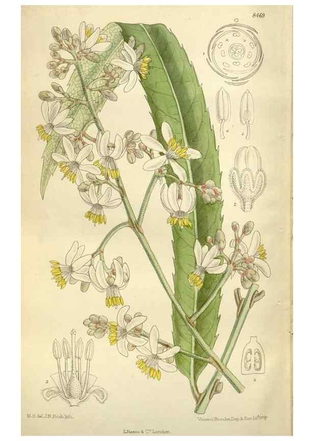 Reproducción/Reproduction 35216887244: Curtis's botanical magazine.. London ; New York [etc.] :Academic Press [etc.]