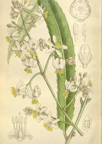 Reproducción/Reproduction 35216887244: Curtis's botanical magazine.. London ; New York [etc.] :Academic Press [etc.]