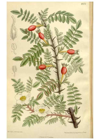 Reproducción/Reproduction 35666863200: Curtis's botanical magazine.. London ; New York [etc.] :Academic Press [etc.]