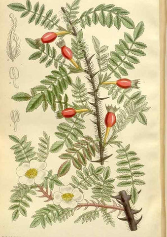 Reproducción/Reproduction 35666863200: Curtis's botanical magazine.. London ; New York [etc.] :Academic Press [etc.]