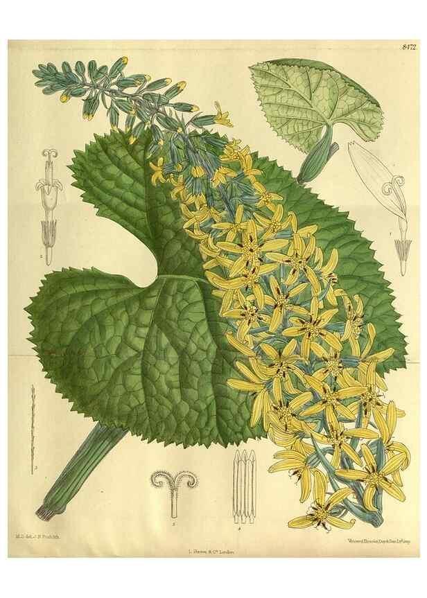 Reproducción/Reproduction 35885116722: Curtis's botanical magazine.. London ; New York [etc.] :Academic Press [etc.]