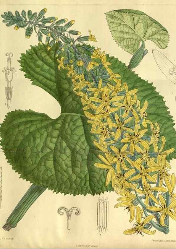Reproducción/Reproduction 35885116722: Curtis's botanical magazine.. London ; New York [etc.] :Academic Press [etc.]